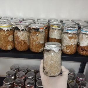 VARIEDADES EXOTICAS O ALBINAS DESDE