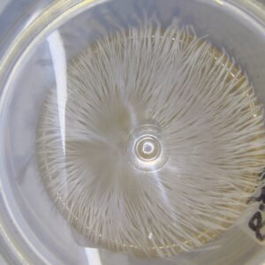 VARIEDADES EXOTICAS O ALBINAS DESDE