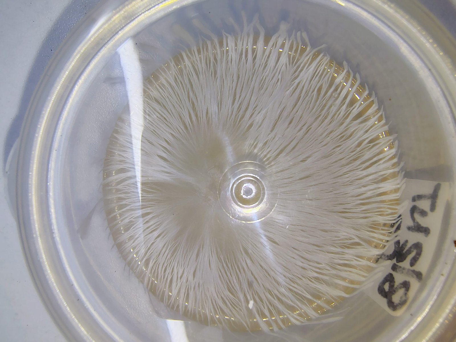 VARIEDADES EXOTICAS O ALBINAS DESDE