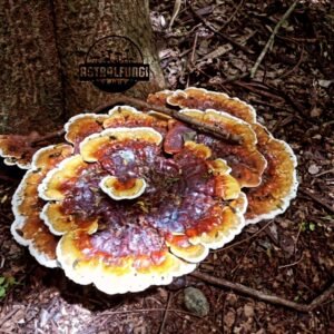 CÁPSULAS DE HONGO GANODERMA (REISHI)