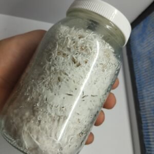 600 GR DE GRANO COLONONIZADO DESDE