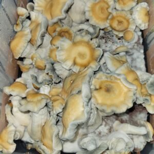 KIT DE AUTOCULTIVO CROOKED