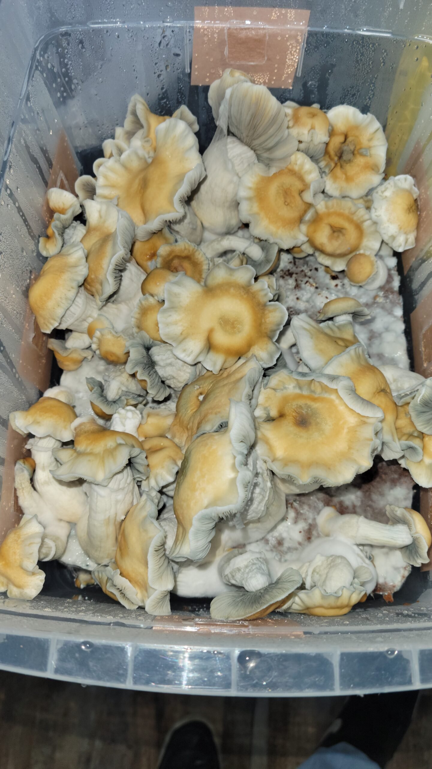 KIT DE AUTOCULTIVO CROOKED