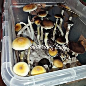 KIT DE AUTOCULTIVO GOLDEN TEACHER