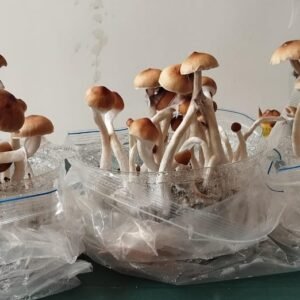 KIT DE AUTOCULTIVO MCKENNAII