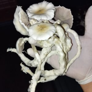 KIT DE AUTOCULTIVO MOBY DICK