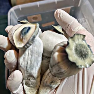 KIT DE AUTOCULTIVO YETI