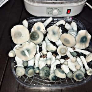 Exoticos Alta Potencia