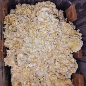 KIT DE AUTOCULTIVO ENIGMA