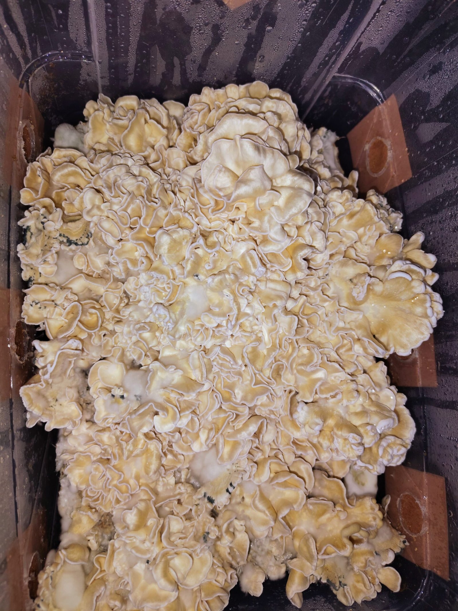 KIT DE AUTOCULTIVO ENIGMA