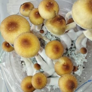 KIT DE AUTOCULTIVO FANATIC CLASSIC