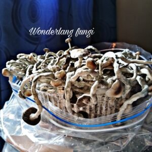 KIT DE AUTOCULTIVO NATALENSIS