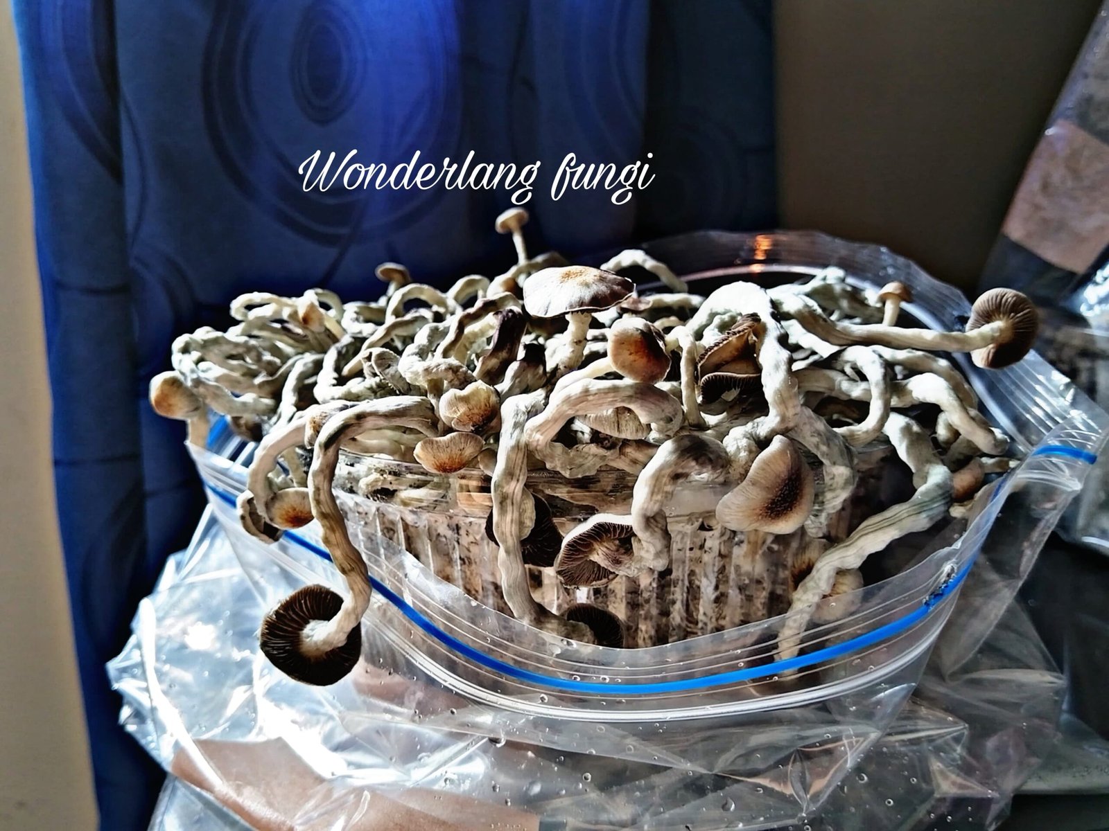 KIT DE AUTOCULTIVO NATALENSIS