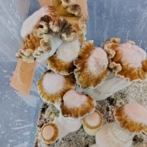 KIT DE AUTOCULTIVO TOQUE