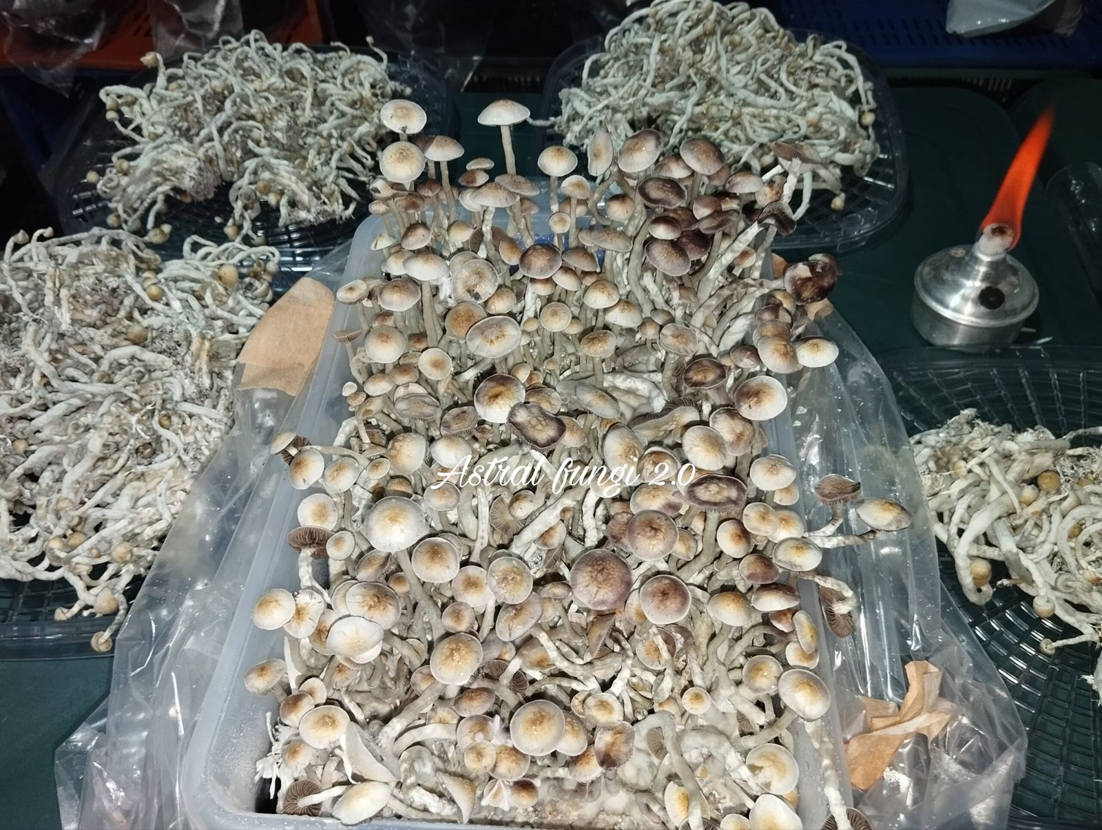 TUPPERS DE CULTIVO DE 17 LI