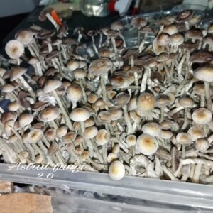 KIT DE AUTOCULTIVOS EXTRA GRANDE DE 63 LI