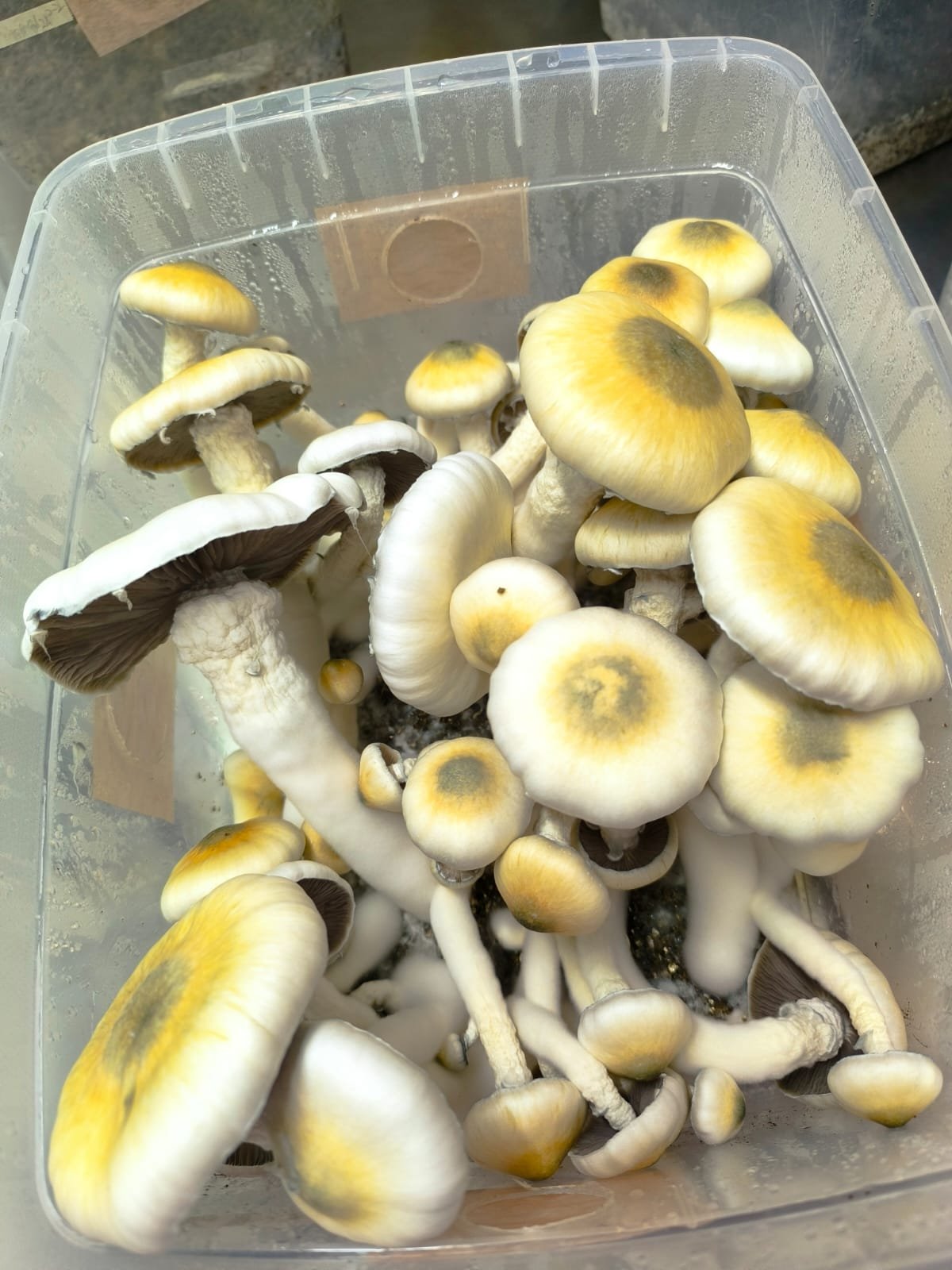 TUPPERS DE CULTIVO DE 17 LI - Image 4