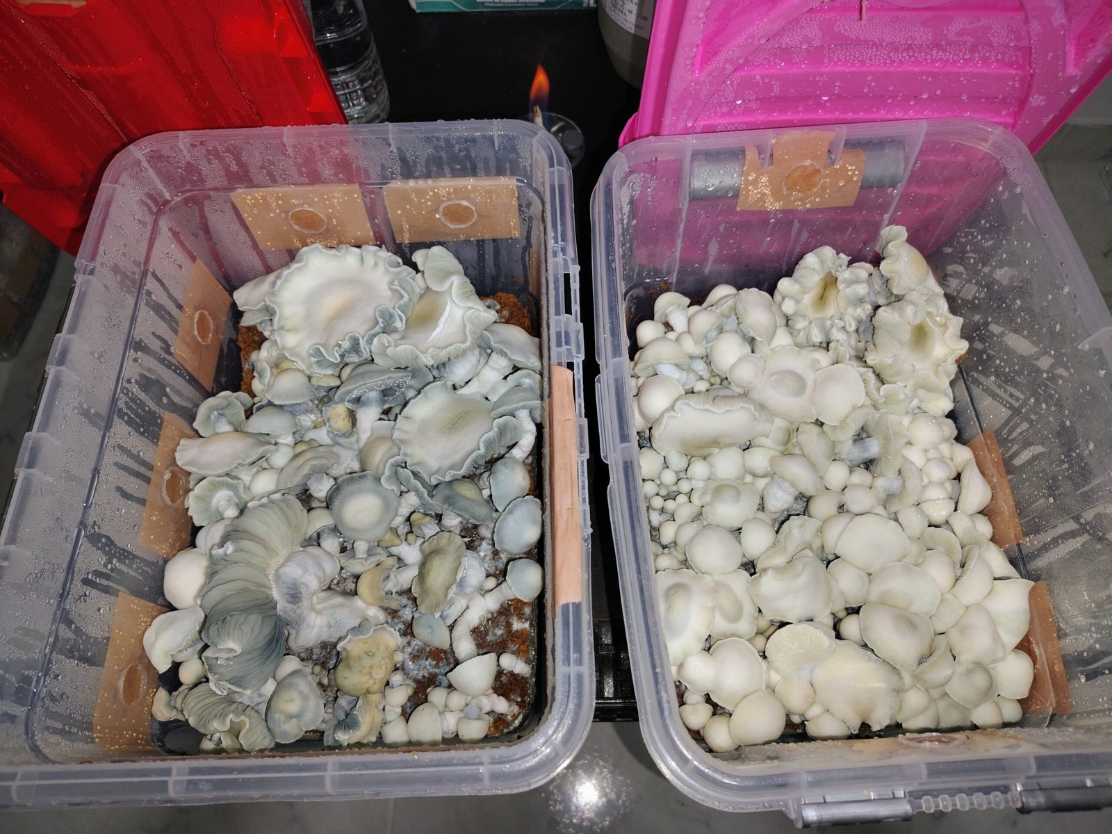 TUPPERS DE CULTIVO DE 17 LI - Image 3