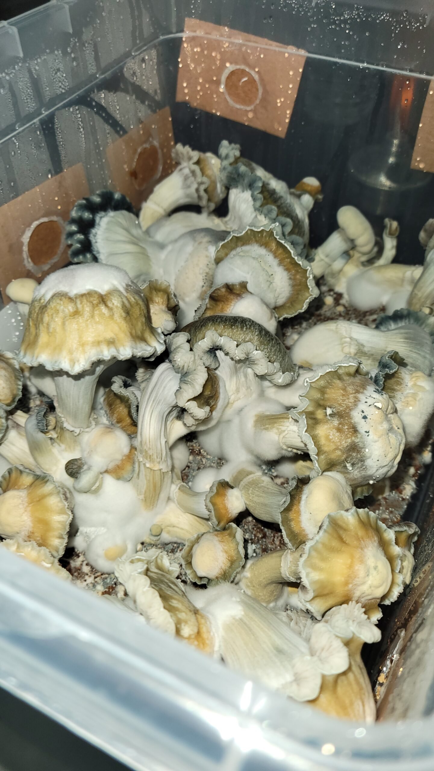 TUPPERS DE CULTIVO DE 17 LI - Image 2