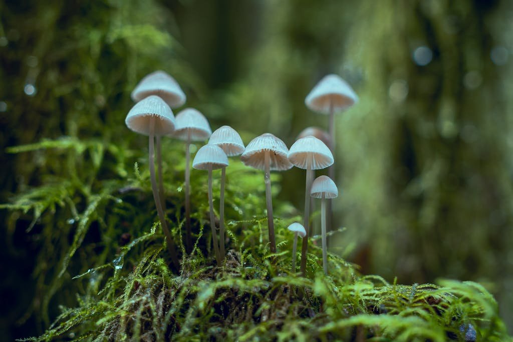 Macro shot of small white mushrooms growing on mossy forest floor with vibrant greenery.